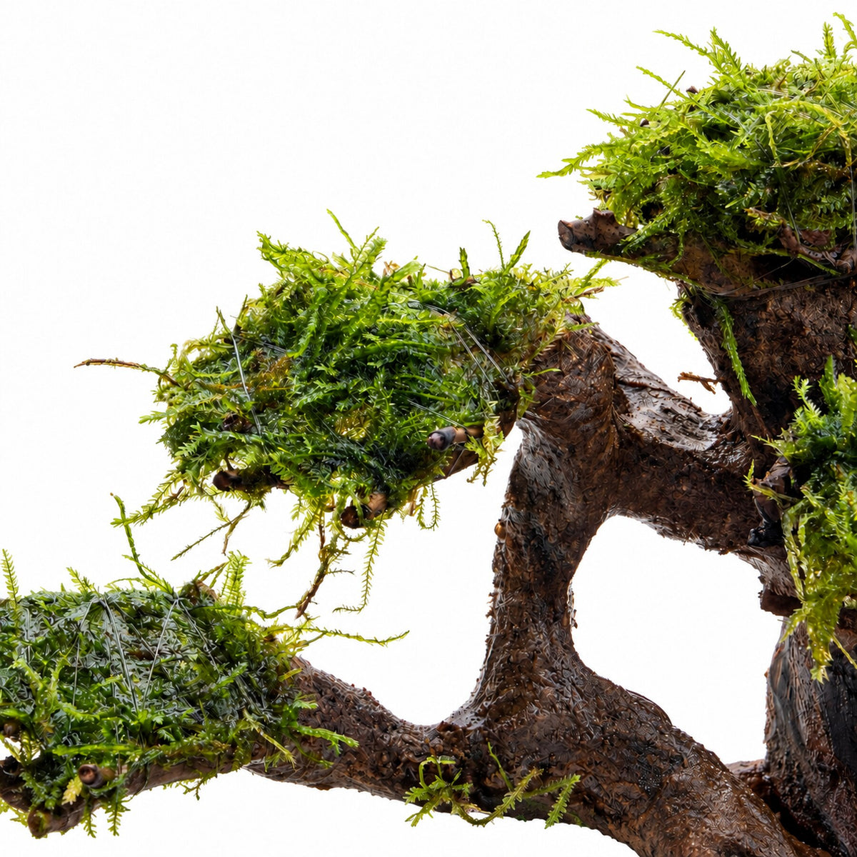 Bonsai Tree with Moss - Small Size