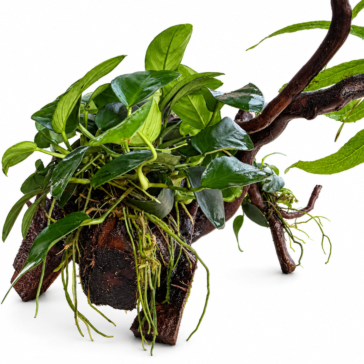 Spiderwood with Plants