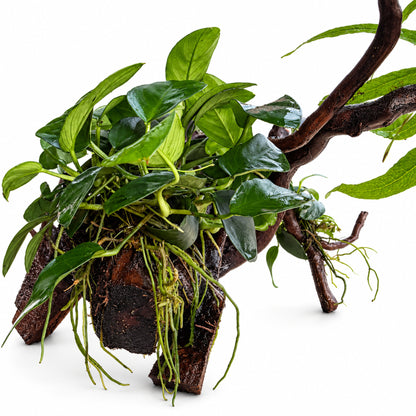 Spiderwood with Plants