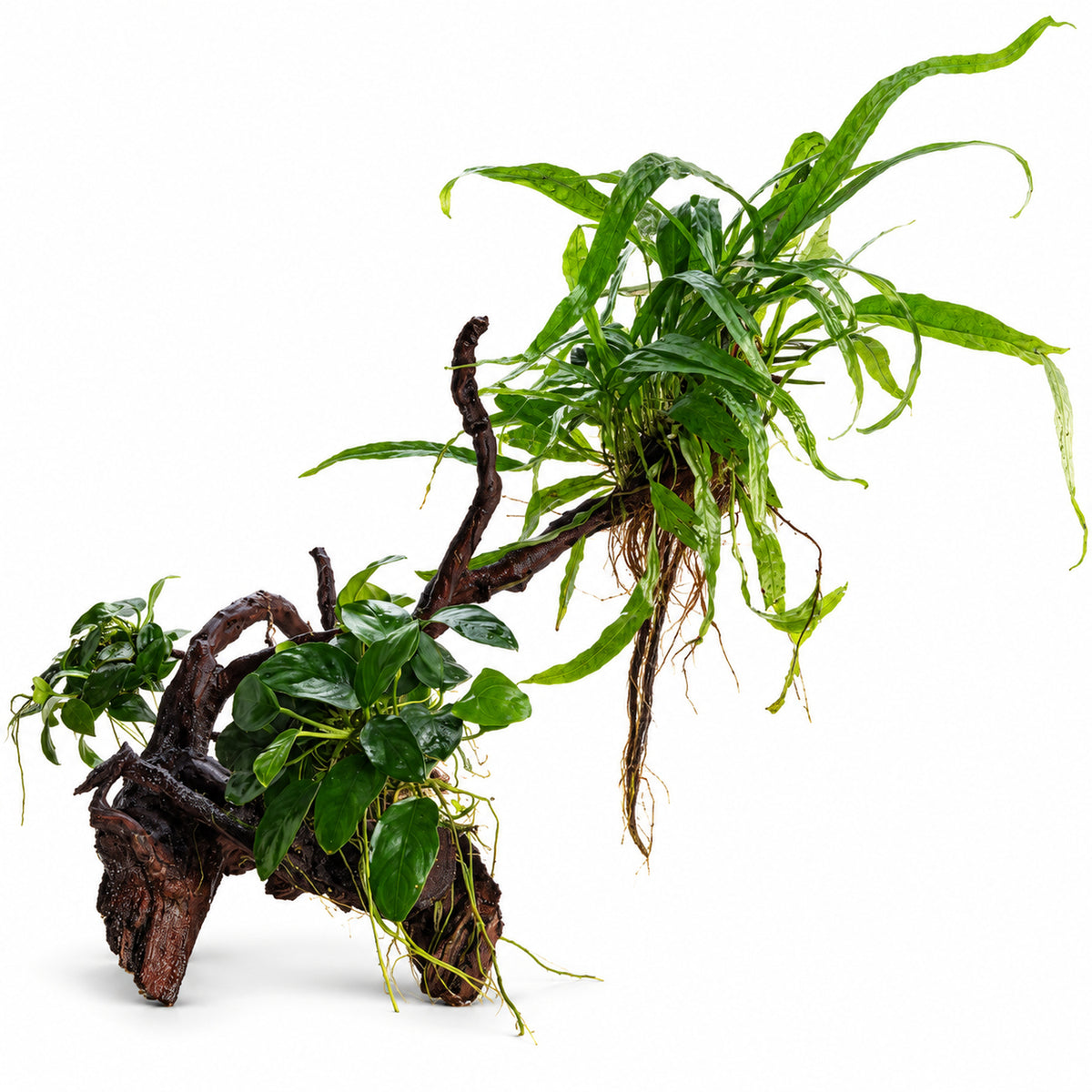 Spiderwood with Plants