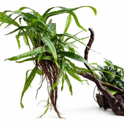 Spiderwood with Plants