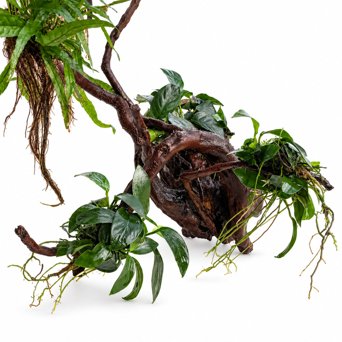 Spiderwood with Plants