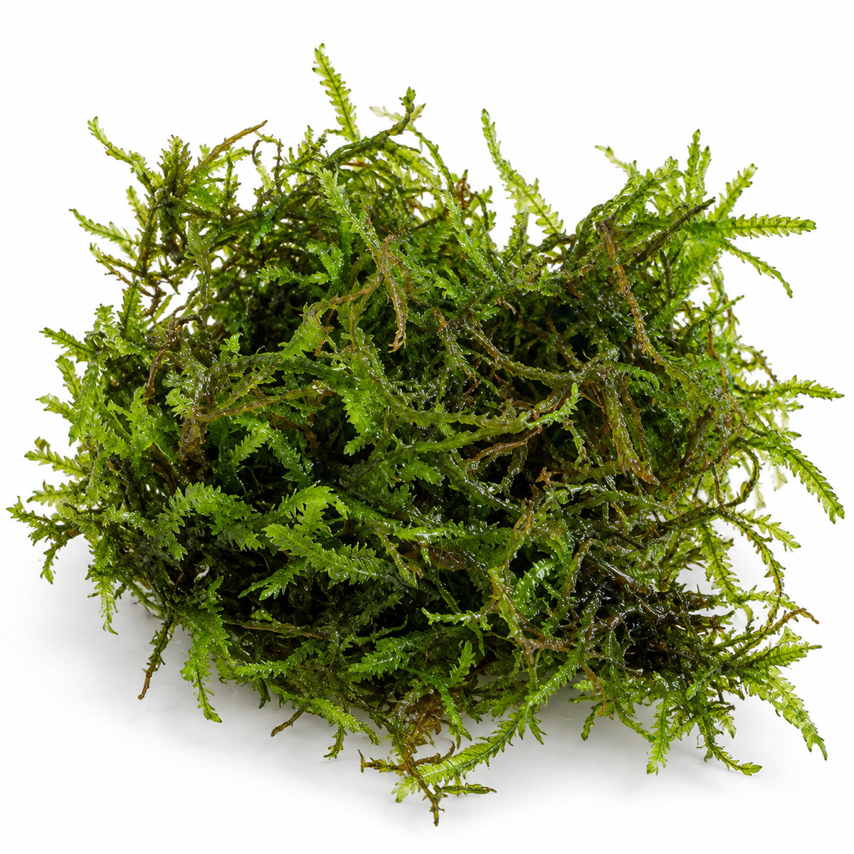 Taiwan Moss Portion - Feathery Aquarium Moss