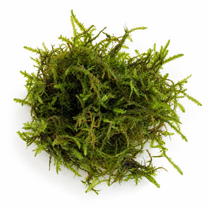 Taiwan Moss Portion - Feathery Aquarium Moss