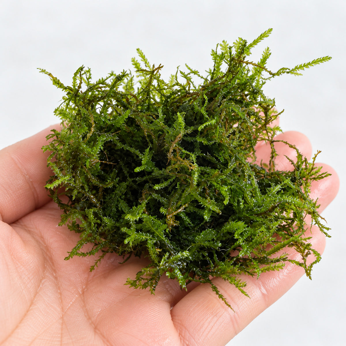 Taiwan Moss Portion - Feathery Aquarium Moss