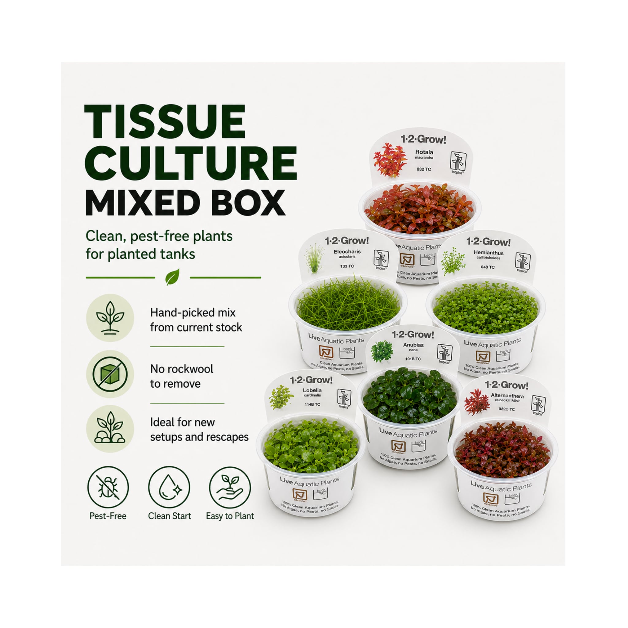 Tissue culture mixed box of aquarium plants - pots ready for planting