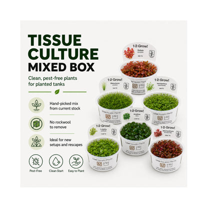Tissue culture mixed box of aquarium plants - pots ready for planting
