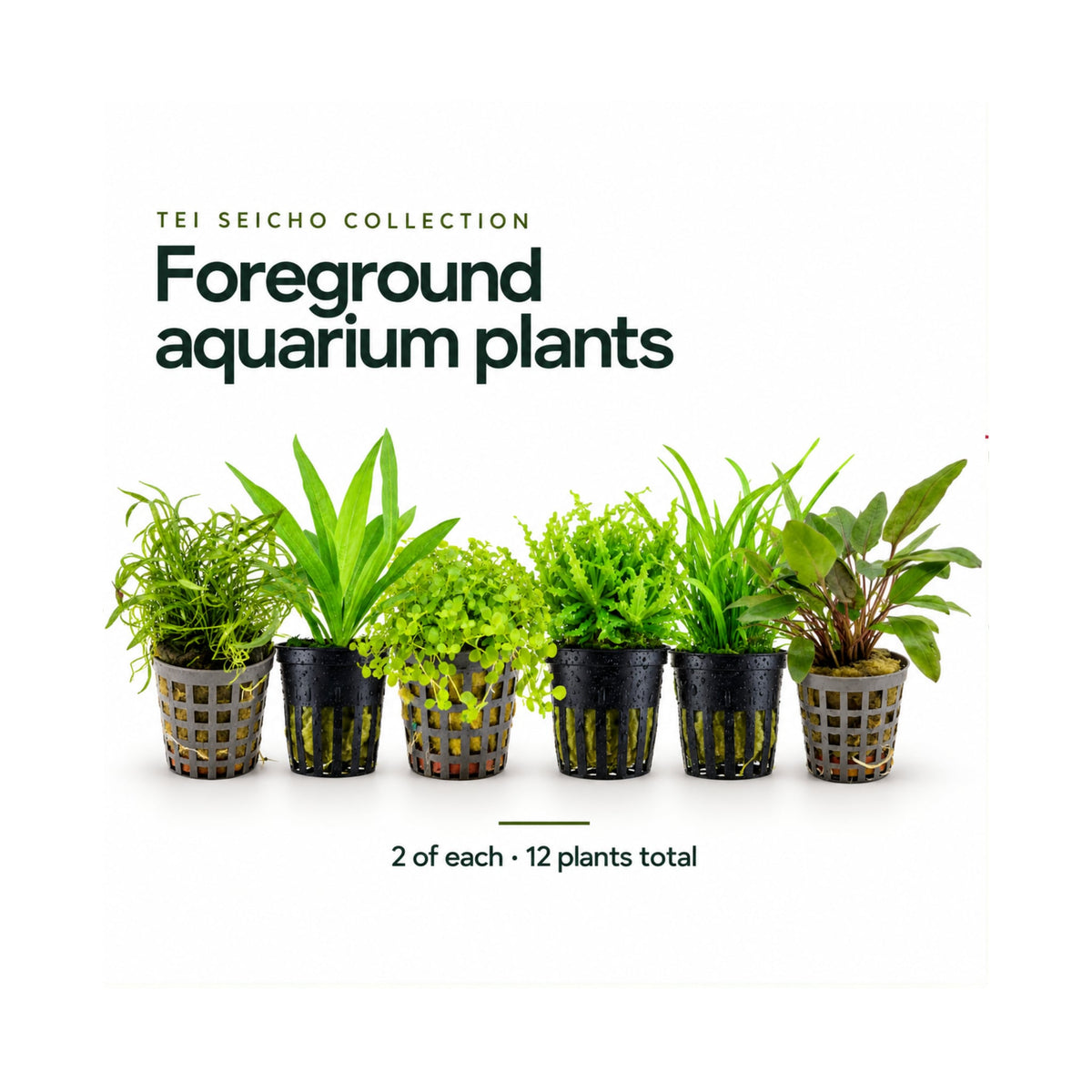 12 Live Foreground Aquarium Plant Set - Tei Seicho Collection for Planted Tanks