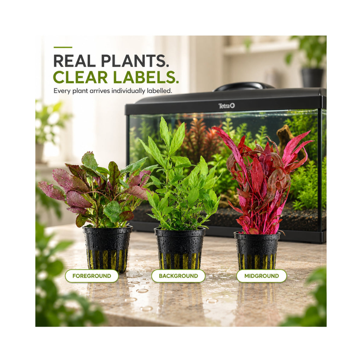 Tetra Starter Line 54 Aquarium Plant Collection