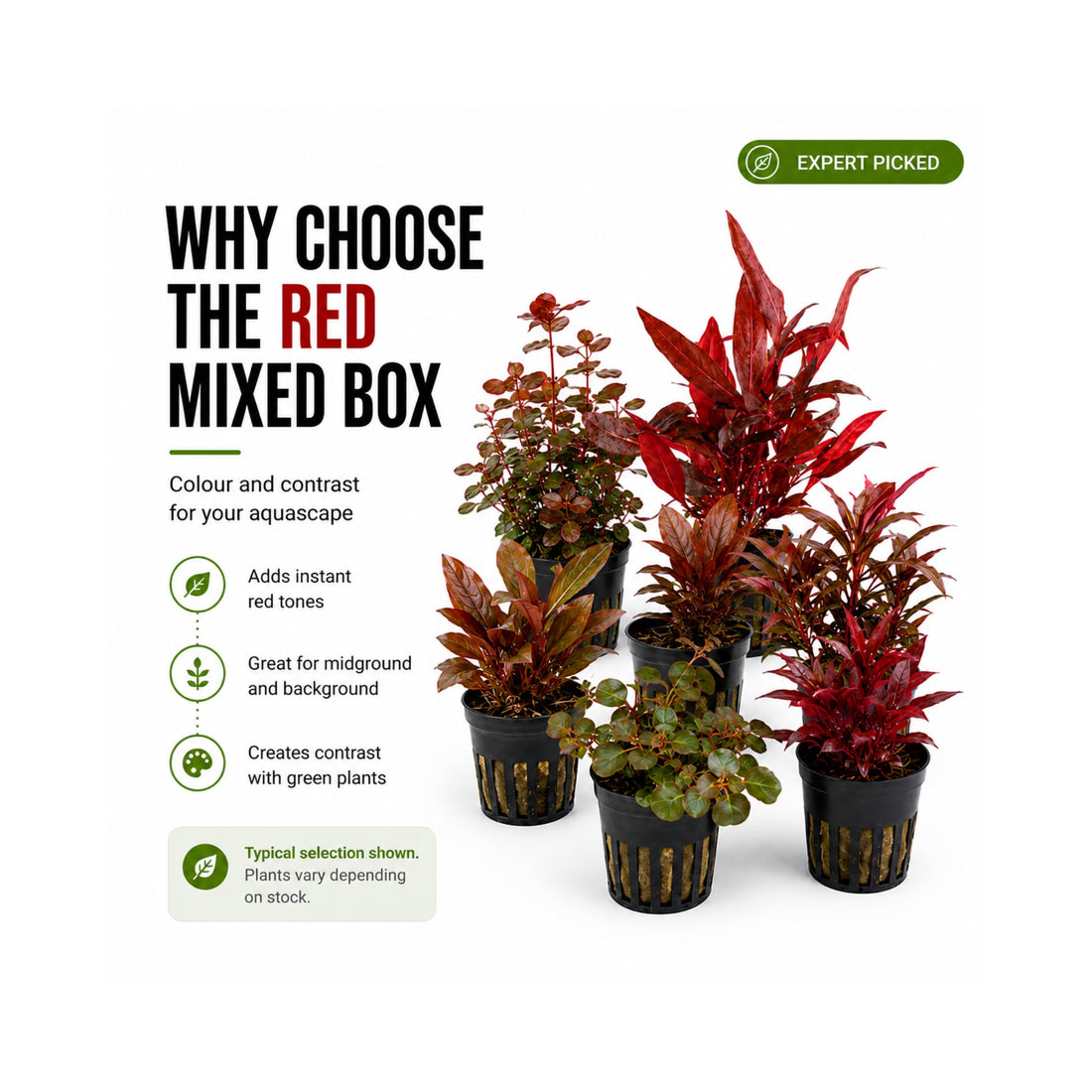 The Red Mixed Box of Aquarium Plants