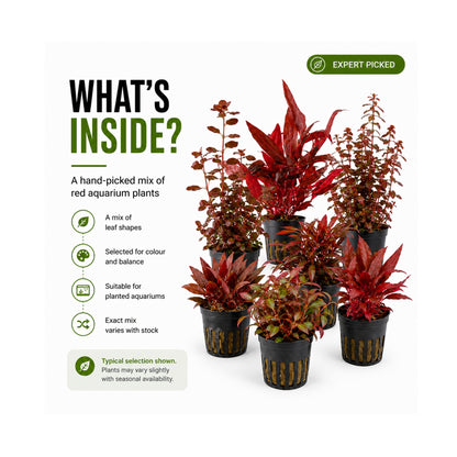 The Red Mixed Box of Aquarium Plants