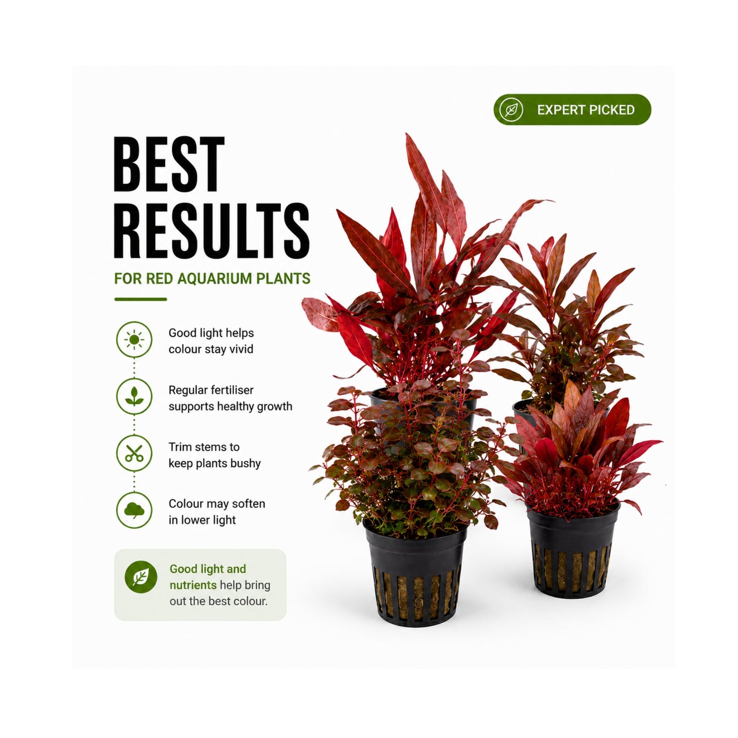 The Red Mixed Box of Aquarium Plants
