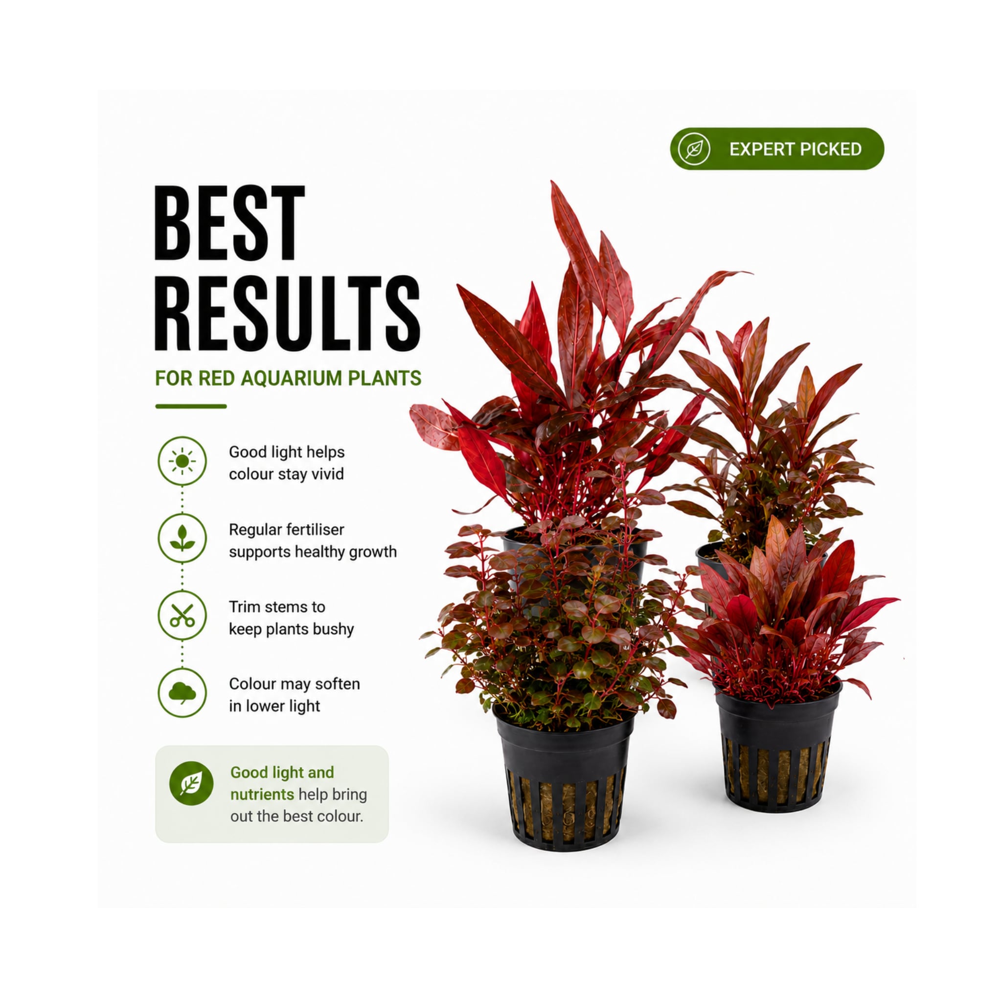 The Red Mixed Box of Aquarium Plants