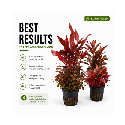 The Red Mixed Box of Aquarium Plants