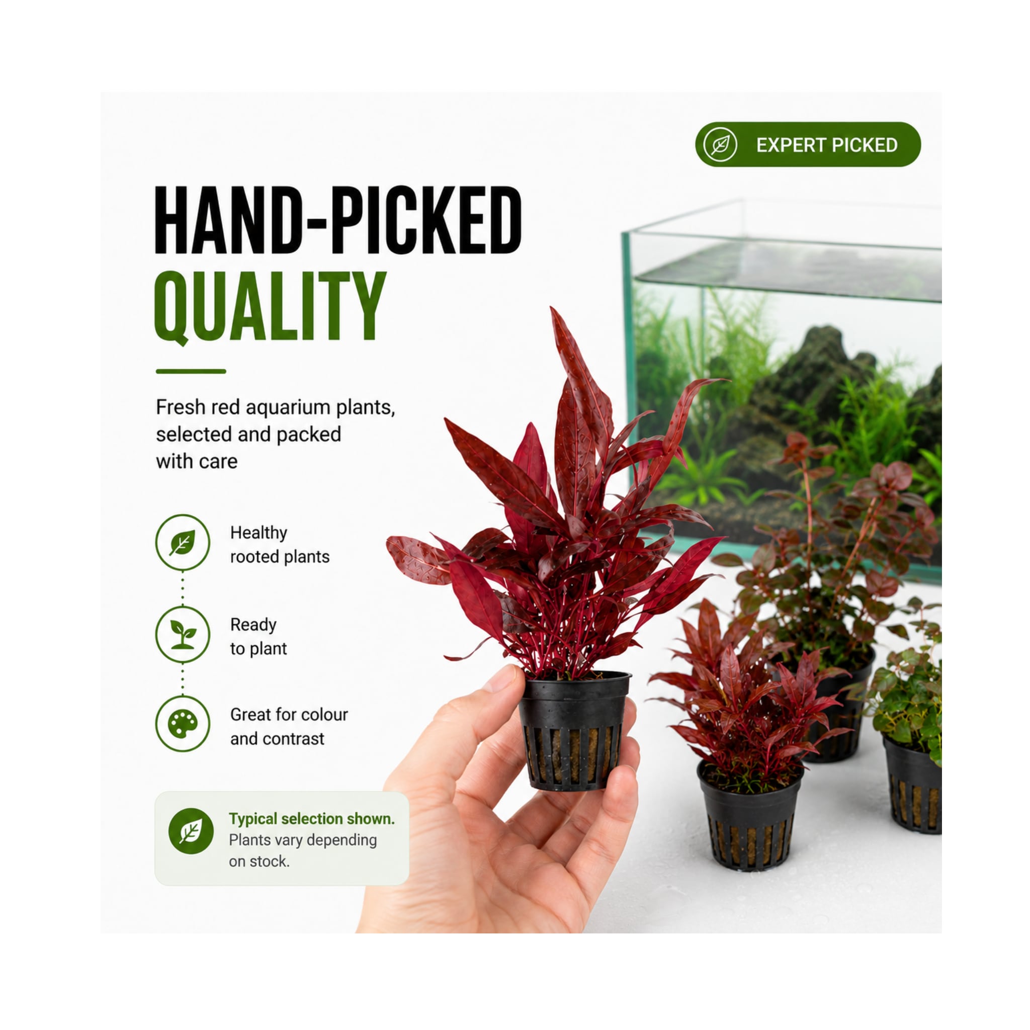 The Red Mixed Box of Aquarium Plants