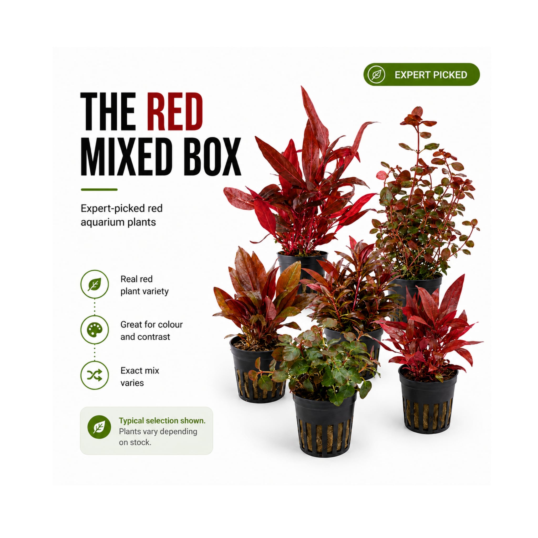The Red Mixed Box of Aquarium Plants