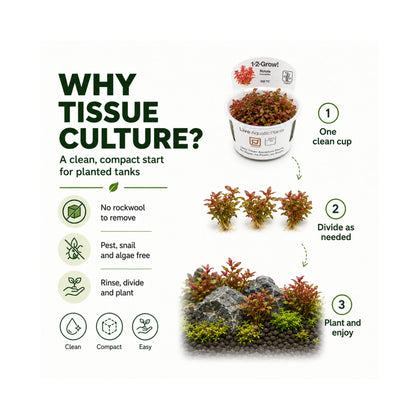 Tissue culture aquarium plant pot showing dense, well-developed root structure