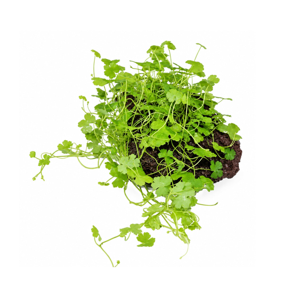 Hydrocotyle tripartita on Lava