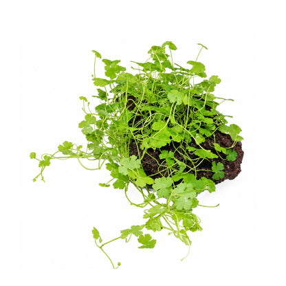 Hydrocotyle tripartita on Lava