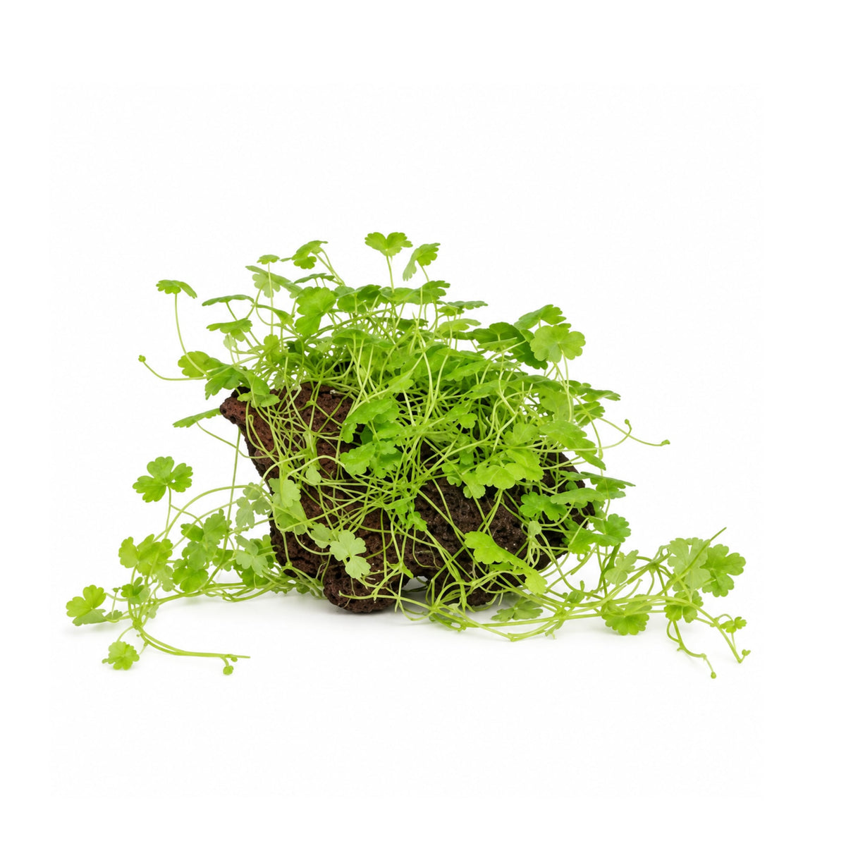 Hydrocotyle tripartita on Lava