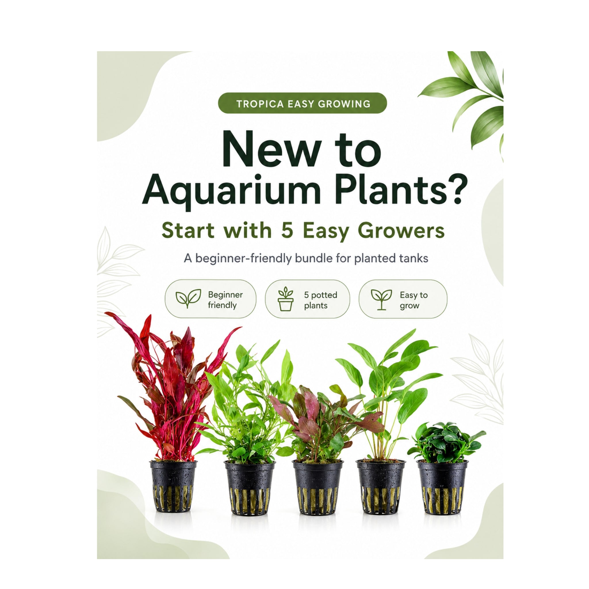 Tropica Beginner Aquarium Plant Bundle - 5 Easy-Care Live Plants