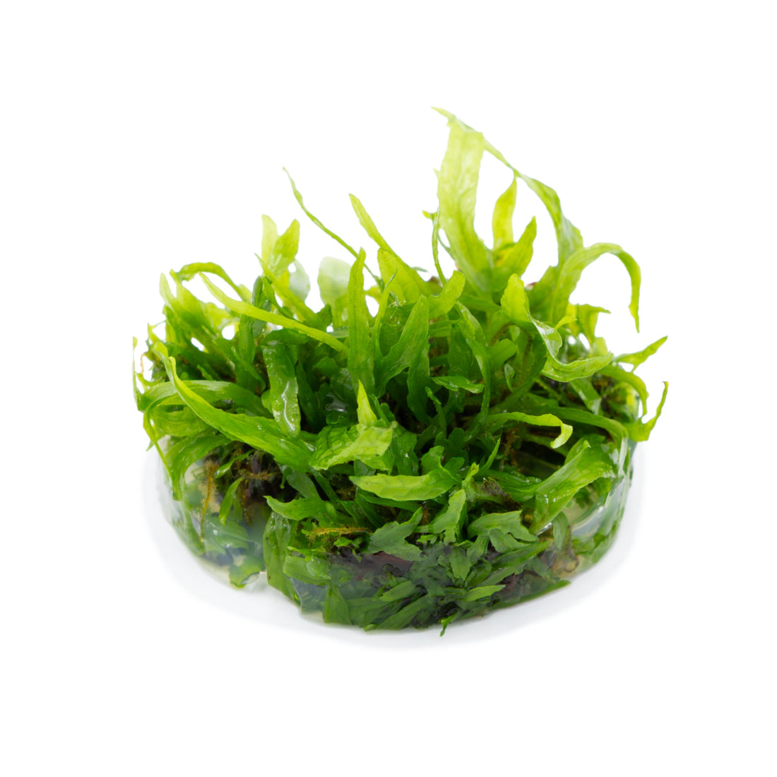 Tropica Microsorum pteropus &