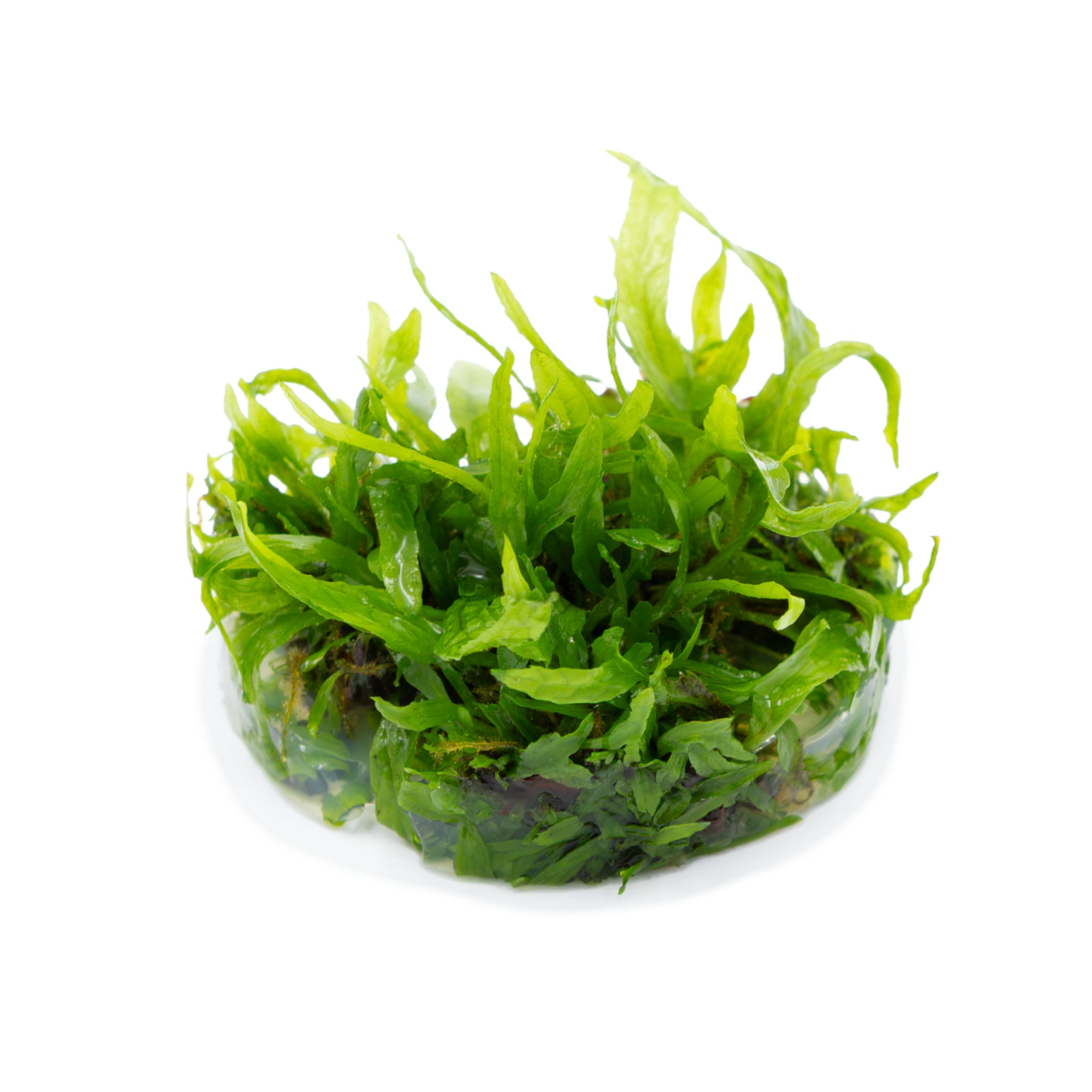 Tropica Microsorum pteropus &