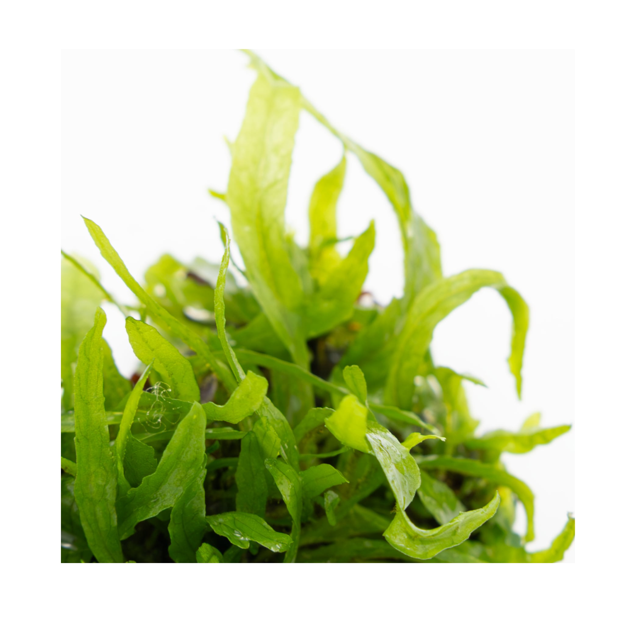 Tropica Microsorum pteropus &