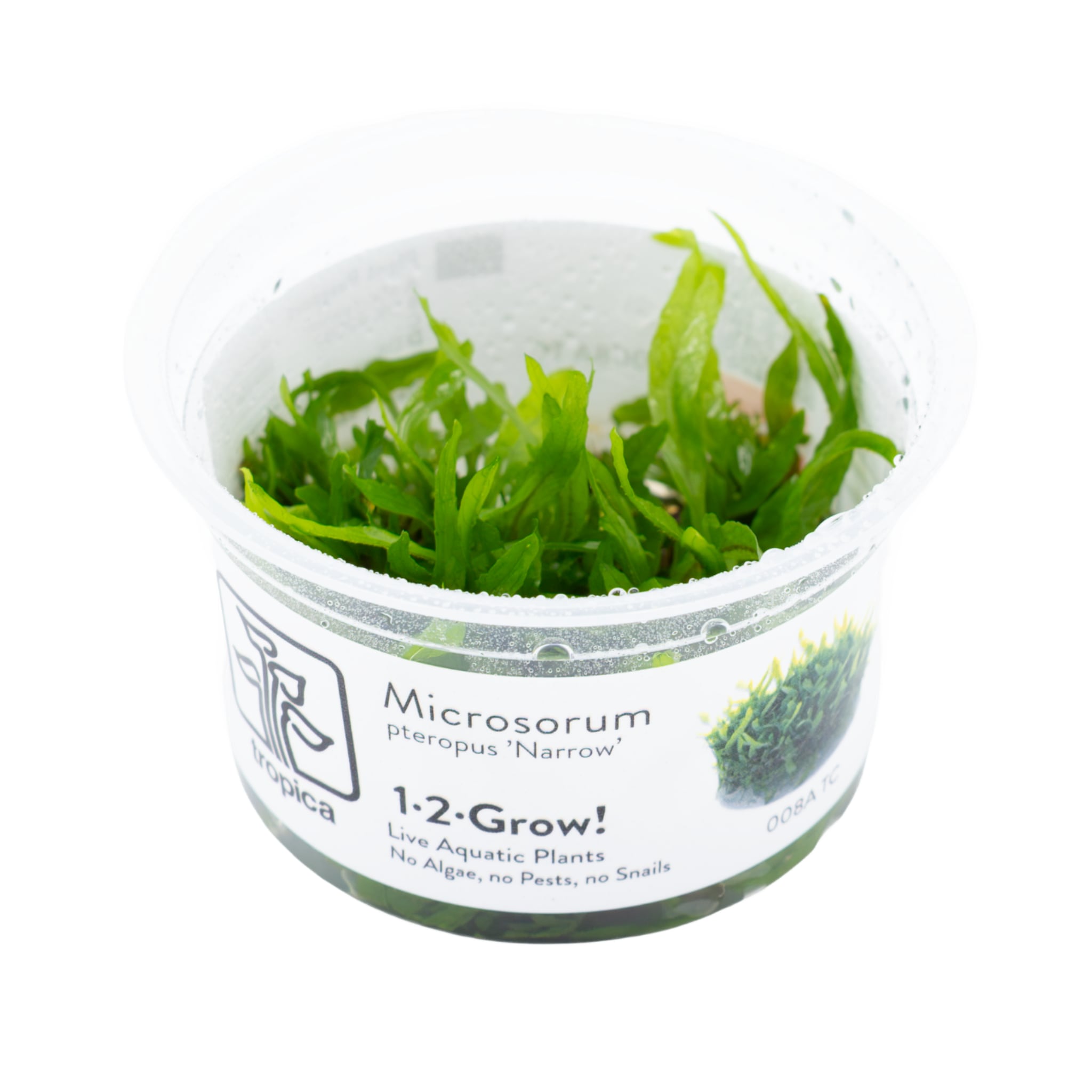 Microsorum pteropus Narrow tissue culture 1-2-Grow