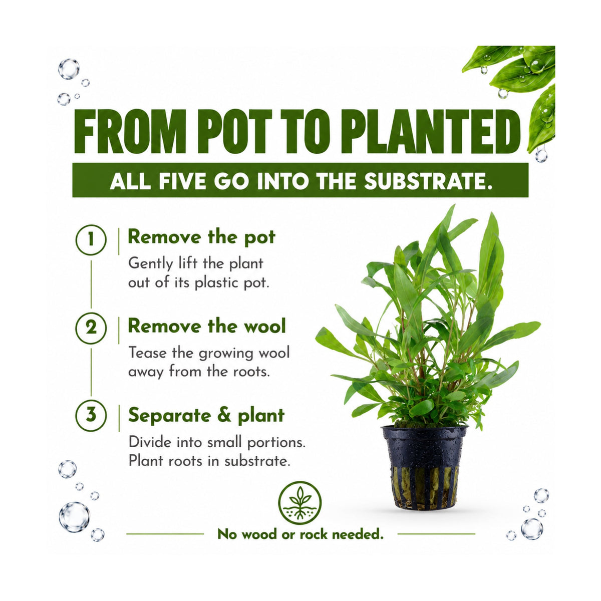 Tropica Easy Beginner Selection - 5 Plants Picked for You