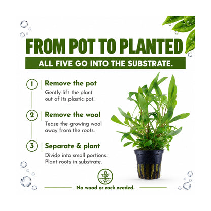 Tropica Easy Beginner Selection - 5 Plants Picked for You