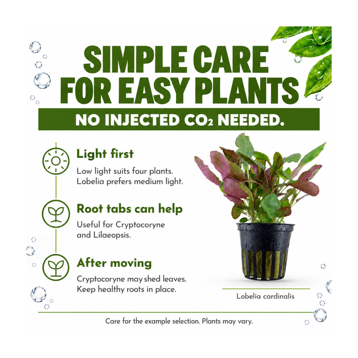 Tropica Easy Beginner Selection - 5 Plants Picked for You