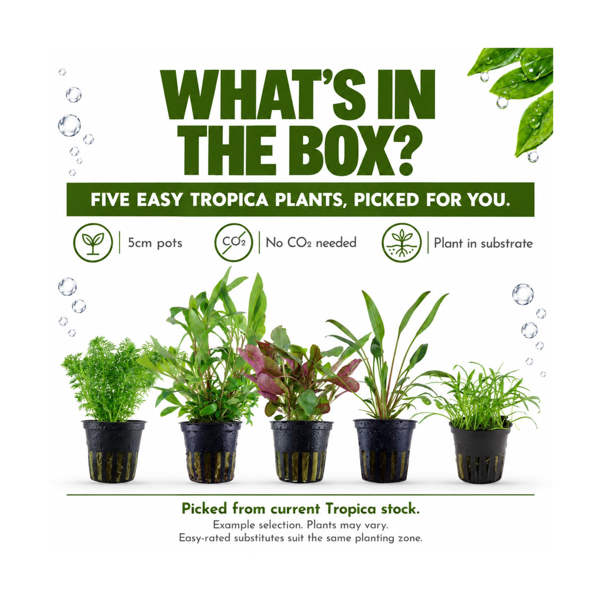Tropica Easy Beginner Selection - 5 Plants Picked for You
