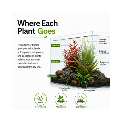 Tropica Easy Aquarium Plant Bundle - 5 Beginner Plants