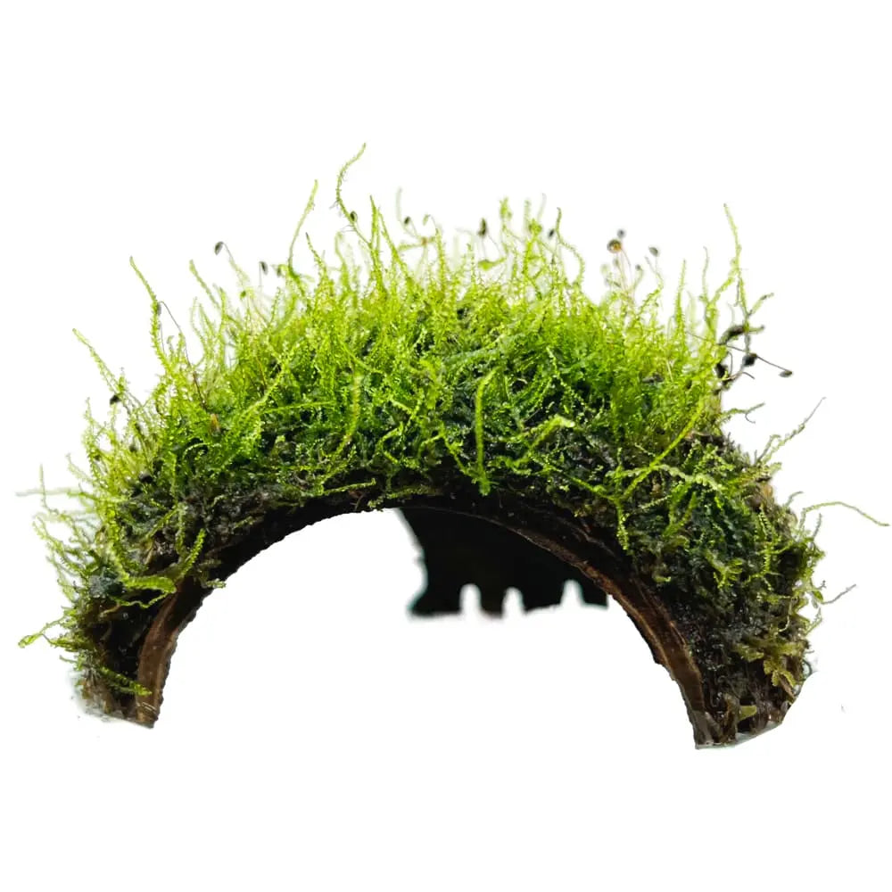 3 Hole Coconut with Moss - adds colour and shelter - Aqua Essentials