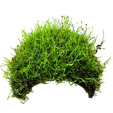 3 Hole Coconut with Moss - adds colour and shelter - Aqua Essentials