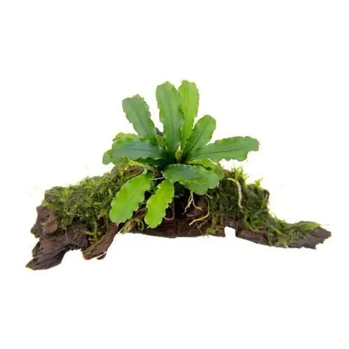 Bucephalandra on Wood with Moss - Nano - Aqua Essentials