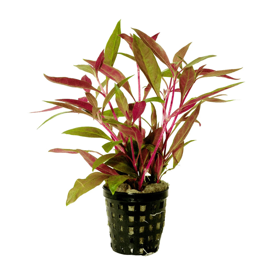 All Potted Plants - Aqua Essentials