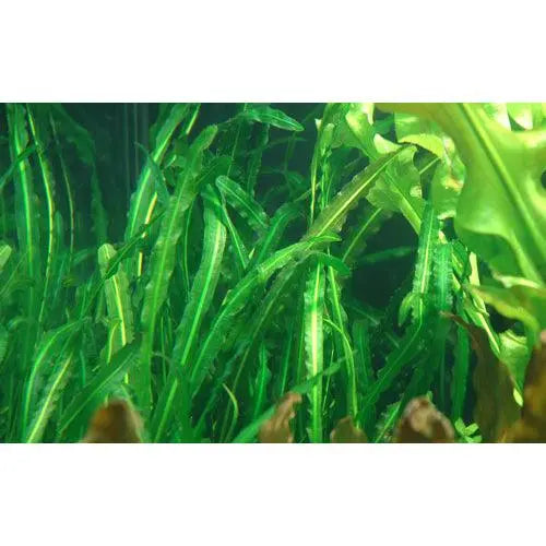 Aponogeton longiplumulosis Bulb - Aqua Essentials