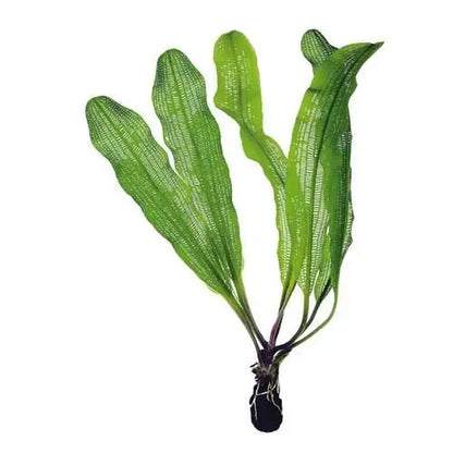 Aponogeton madagascariensis Bulb (Lace plant) - Aqua Essentials