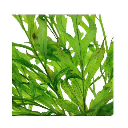 Bolbitis heudelotii (Congo fern) - Aqua Essentials