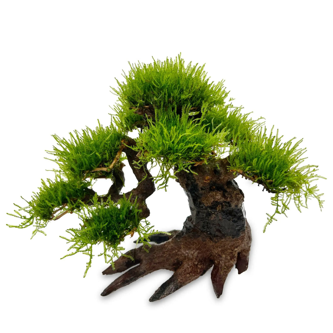 Bonsai Tree with Moss - Large Size - Aqua Essentials