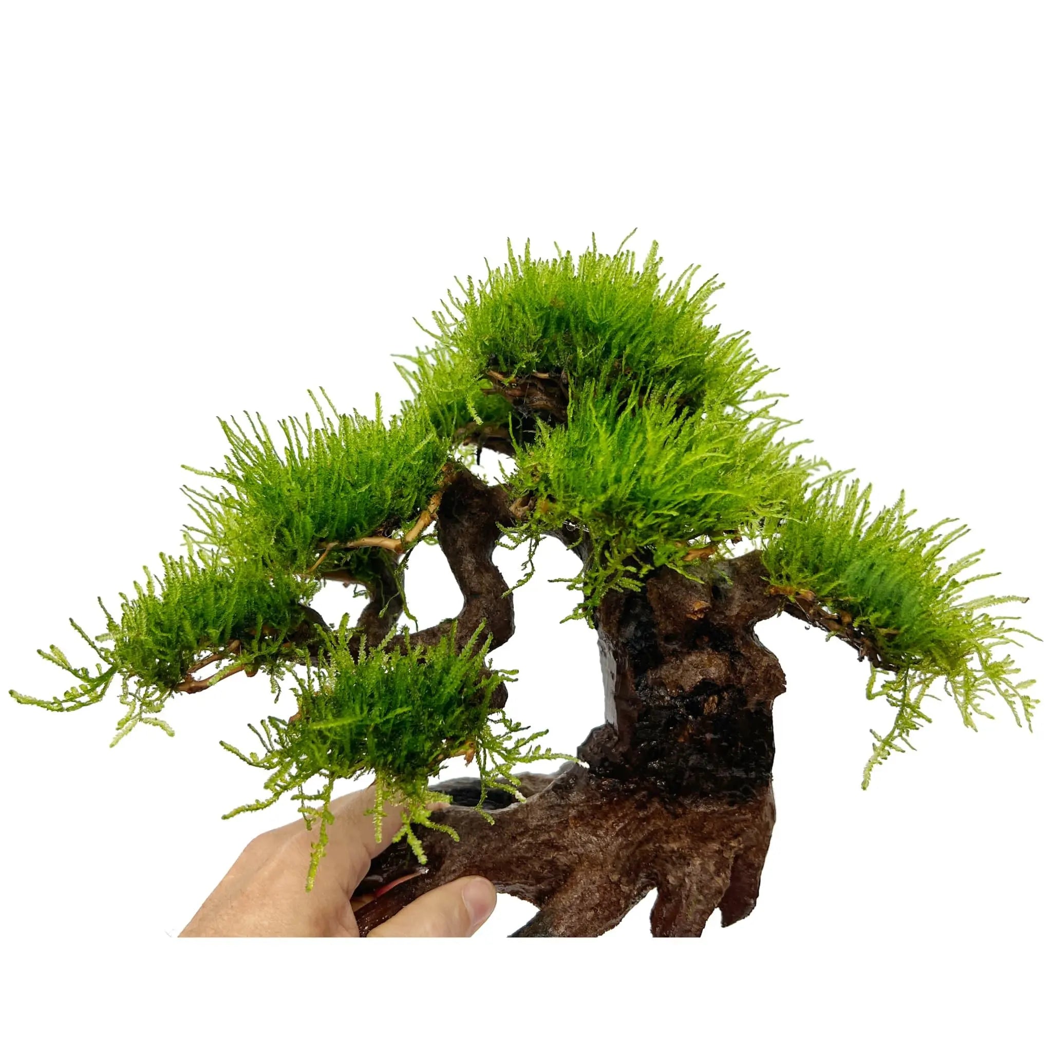 Bonsai Tree with Moss - Large Size - Aqua Essentials