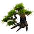 Bonsai Tree with Moss - Medium Size - Aqua Essentials