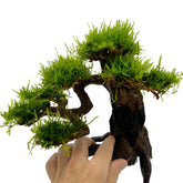 Bonsai Tree with Moss - Medium Size - Aqua Essentials