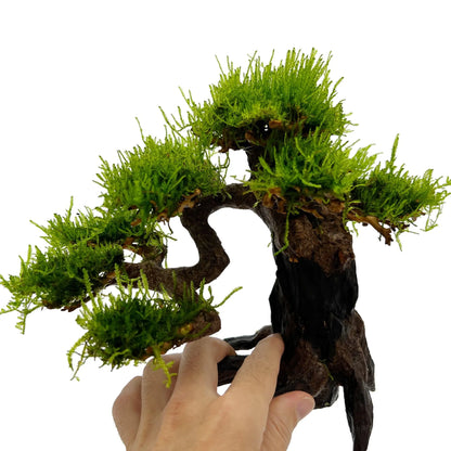 aquarium bonsai tree for sale Bonsai Tree with Moss - Medium Size