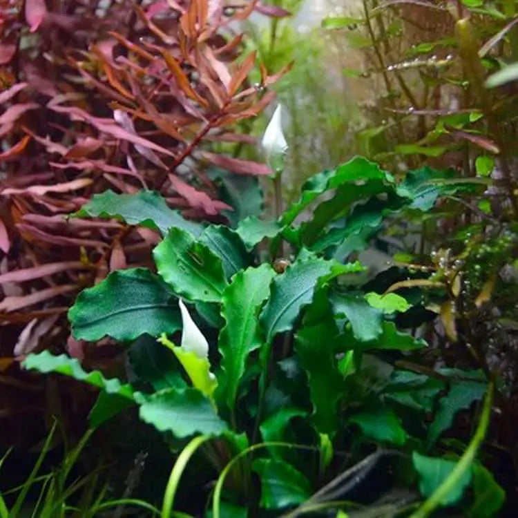Bucephalandra On Lava - Mini - Aqua Essentials