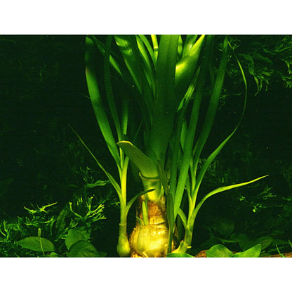 Crinum thaianum (Water onion) - Aqua Essentials