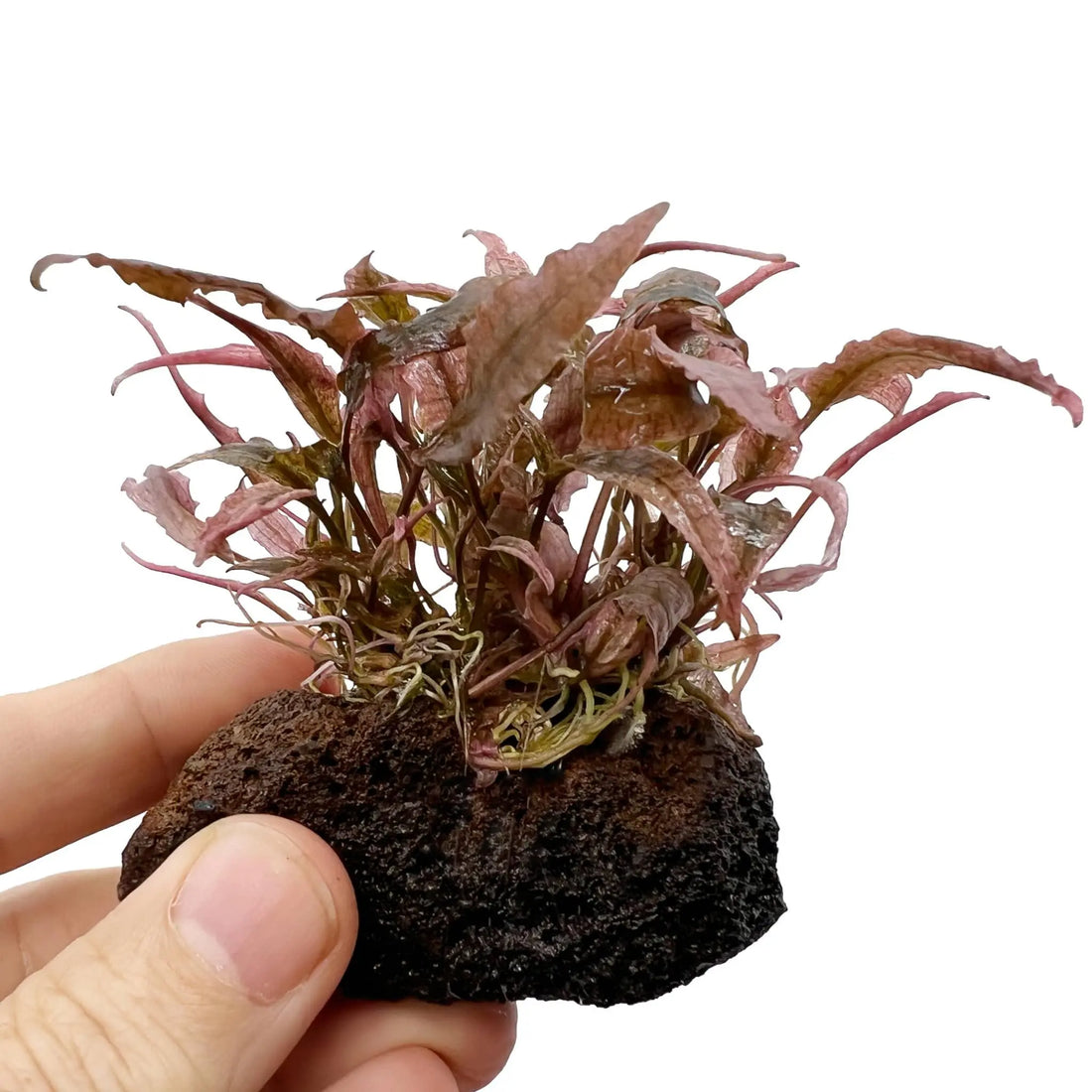 Cryptocoryne flamingo on Lava Rock - Mini - Aqua Essentials