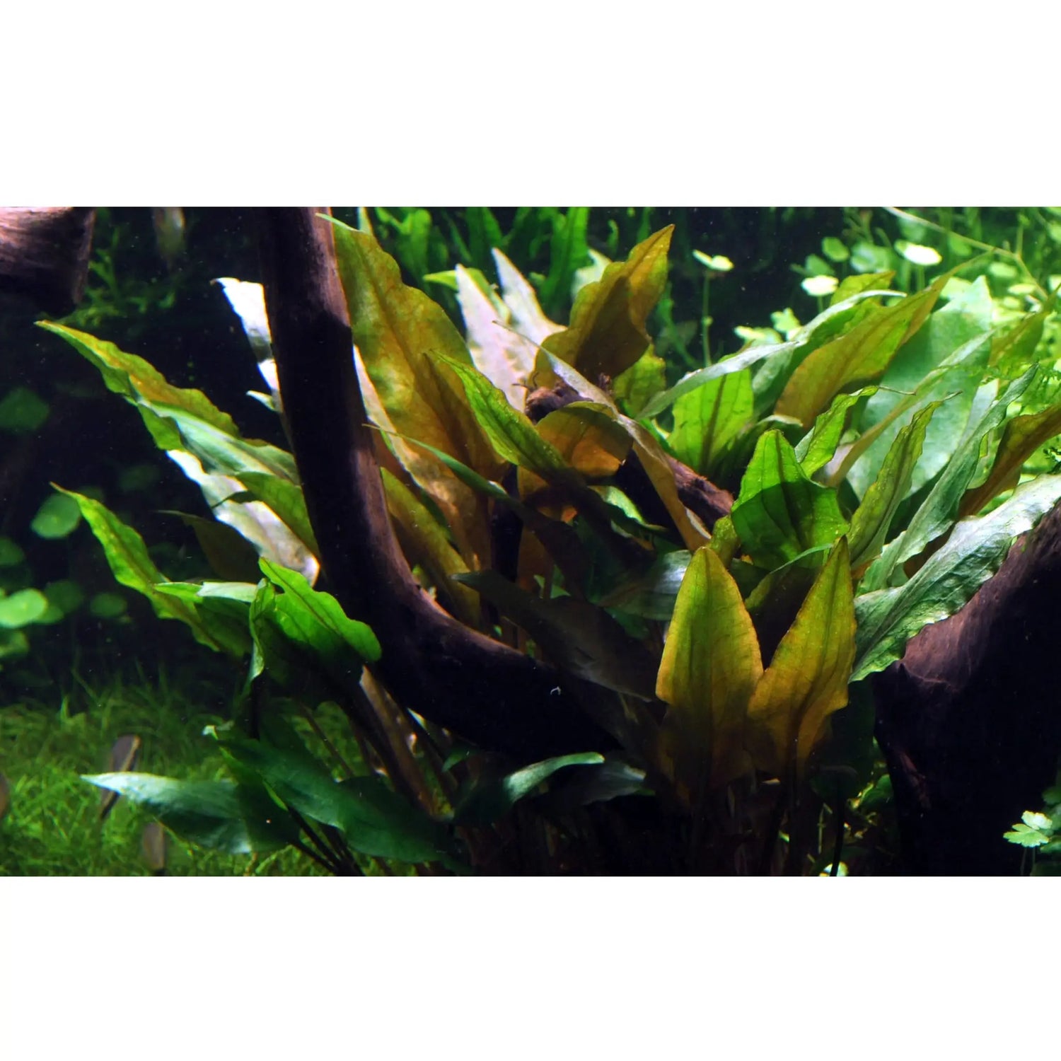Cryptocoryne undulata Broad Leaves - Aqua Essentials